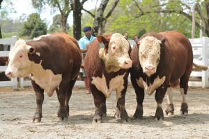 Hereford Associa O Brasileira De Hereford E Braford