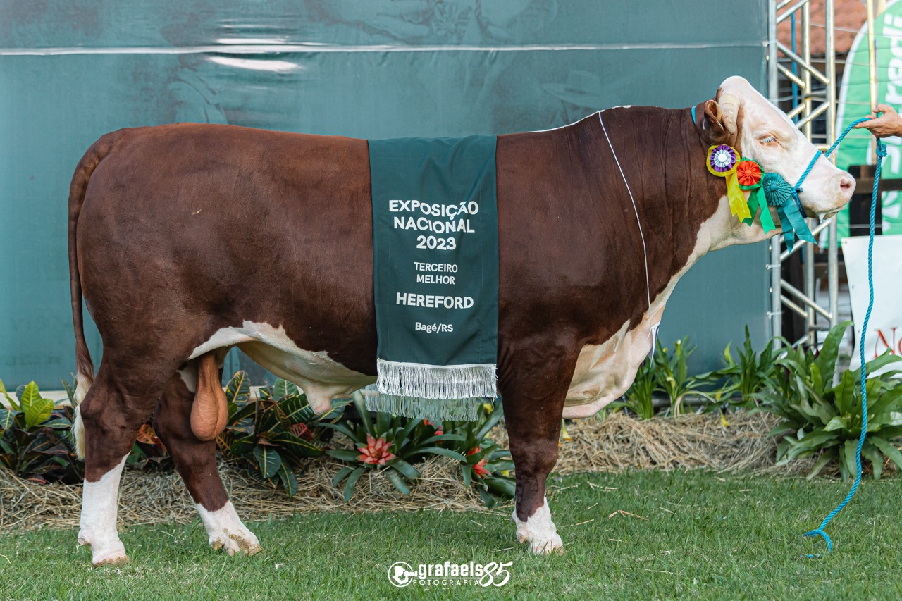 Venda de touros POLLED HEREFORD