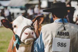 Hereford e Braford na Feicorte 2013