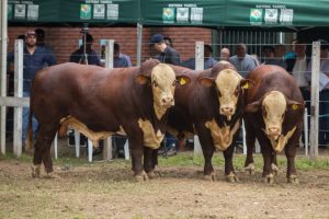 Participe da ix Expoventre do Núcleo de Hereford e Braford da Região da Campanha