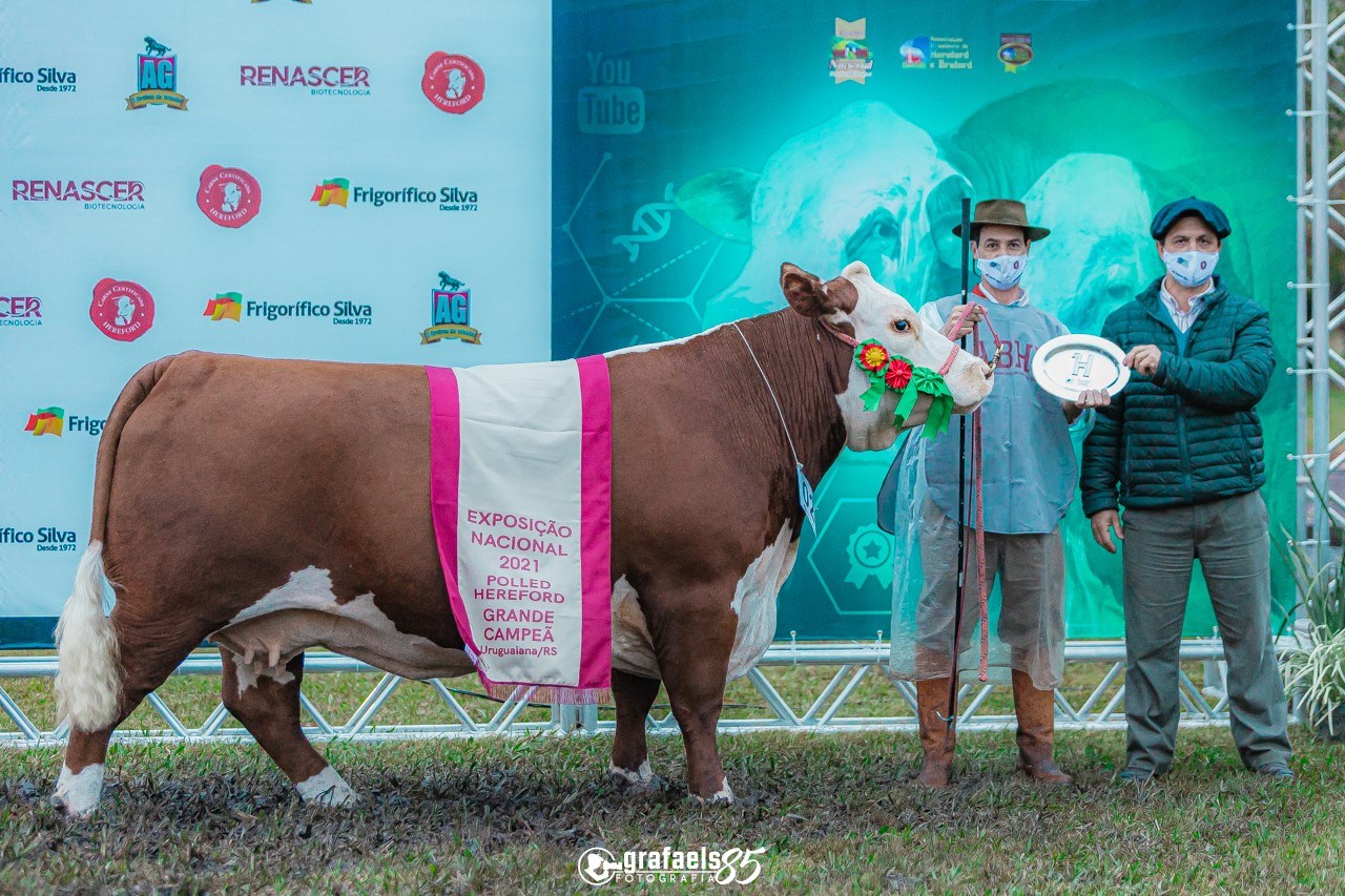 Venda de touros POLLED HEREFORD