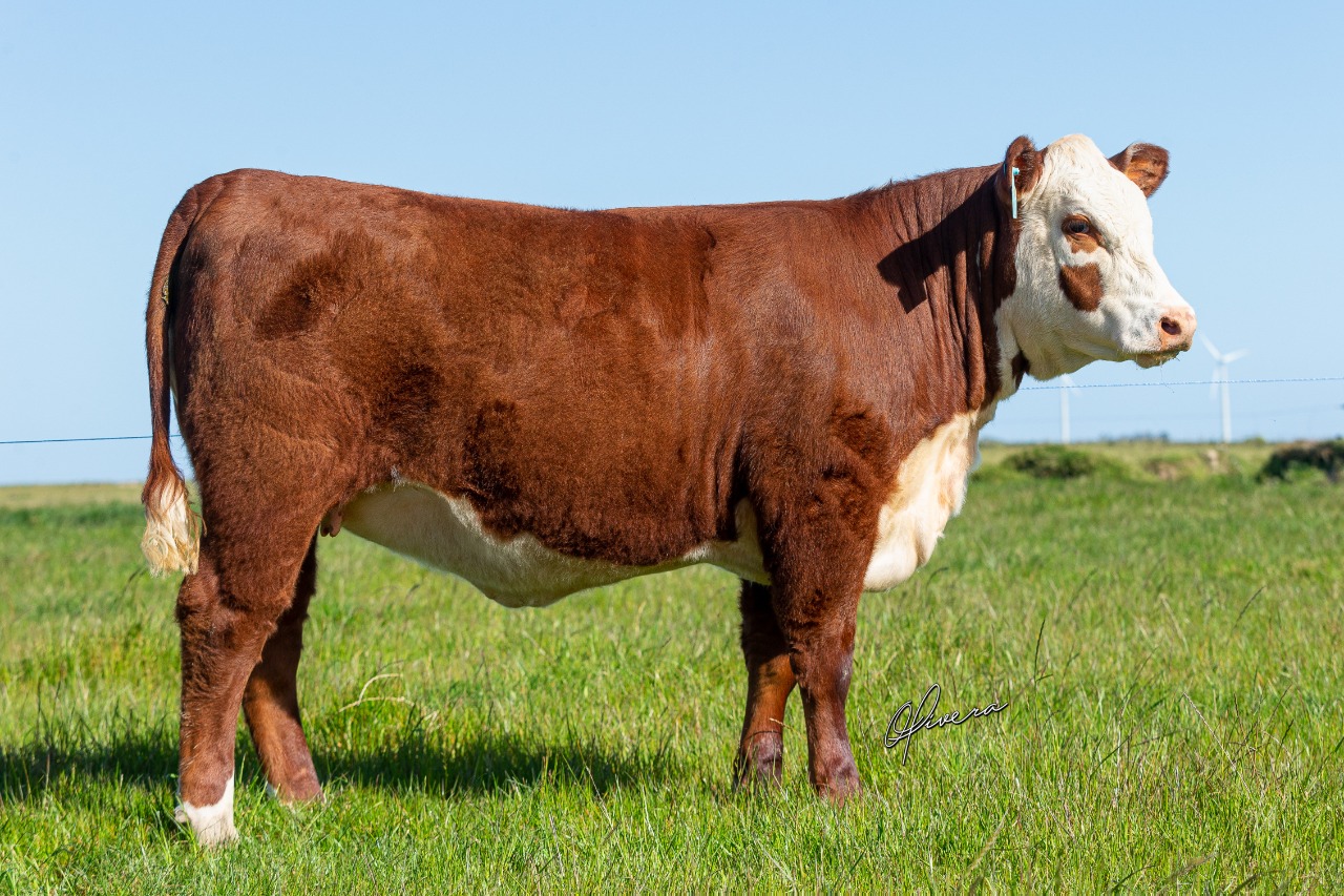 Venda de touros POLLED HEREFORD