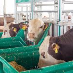 ABHB e Embrapa Pecuária Sul inovam na Prova de Eficiência Alimentar (PEA)