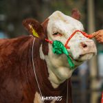 ABHB abre inscrições para 1ª Exposição Hereford e Braford dos Campos de Cima da Serra