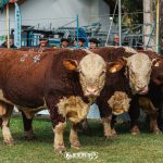 1ª Exposição de Hereford e Braford de Lavras do Sul: Inscrições encerram amanhã