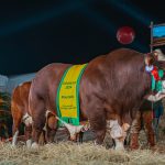 1º Remate Parceria Gênese Elite Braford atrai grande público na 47ª Expointer