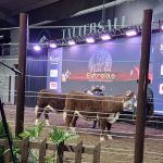 Remate Noite das Estrelas – Hereford Cabeceiras: Sucesso na 47ª Expointer