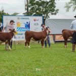 Último dia para inscrições na 16ª Exposição do Núcleo Fronteira Sul de Hereford e Braford