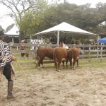 Resultados das raças Hereford e Braford da 98ª Expofeira de Pelotas