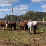 1ª Exposição de Hereford e Braford dos Campos de Cima da Serra divulga os grandes campeões