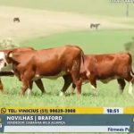 Cabanha Bela Aliança realiza o primeiro Leilão de Equinos e Bovinos com resultados notáveis