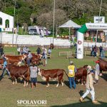 Inscrições prorrogadas para o Mundial Braford RAM IESA e Exposição Nacional Hereford