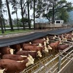 ABHB promove Concurso de Carcaças Carne Hereford edição especial para o Mundial Braford